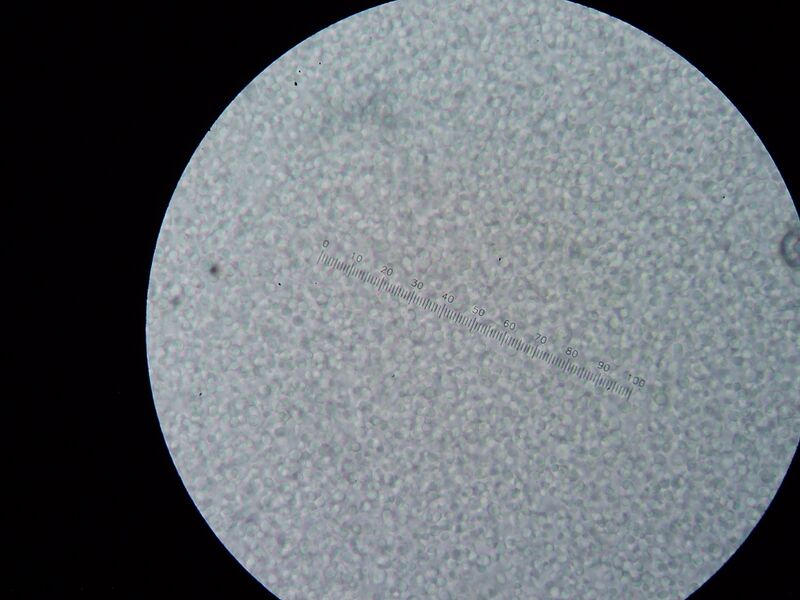 File:SAP B6+L Wed 280710 +5) M2.JPG