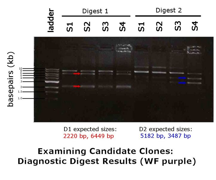 File:DiagnosticdigestWFpurple.jpg