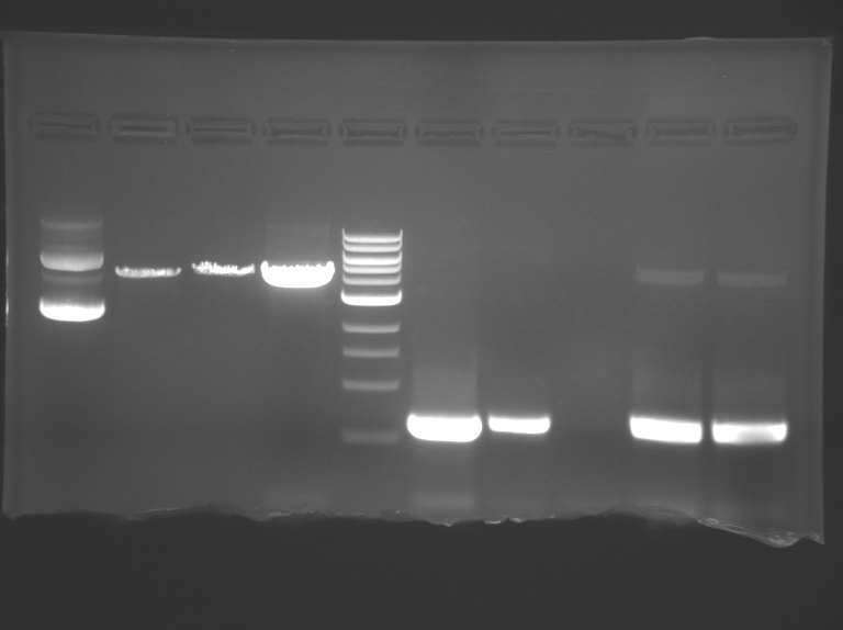 File:Green team M1D3gel.jpg