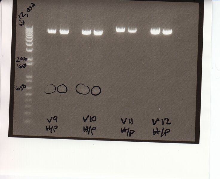 File:062210 vector2.jpg