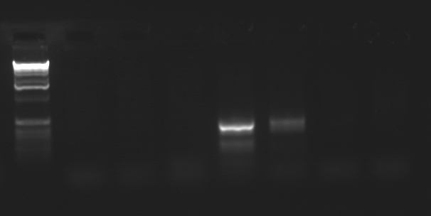 File:20110221b RightDim.TIF