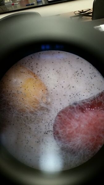 File:20160204 135040.jpg