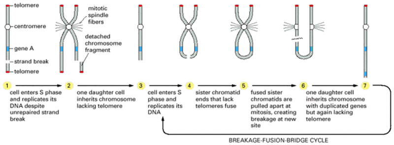 File:Breakage fusion bridge.png