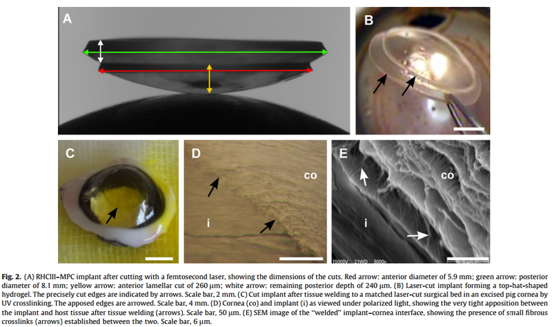 File:Cornea regen.png