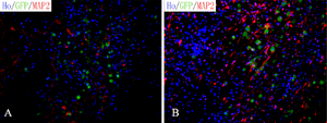 Figure 12: Long-term Survival of Transplanted Cells