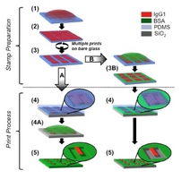 Figure 5. Two methods of printing were used, resulting in both inked surfaces of BSA underneath the cantilevers and solely around the cantilevers. (1) Inking the stamp with IgG. (2) Washing and drying the stamp. (3) Cleaning outside the stamp grooves. (3B) Inking the stamp with BSA. (4) Printing after aligning the stamp and the chip. (4A) Incubating the chip with BSA. (5) Result.