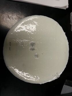 File:20141001 094917.jpg