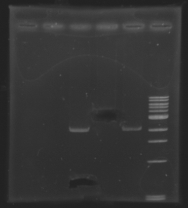 File:Extractionafter biobricks 130710.jpg
