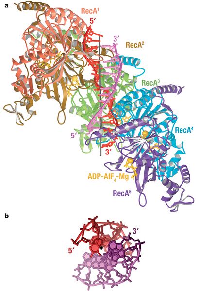 File:RecA-ssDNA ATP.jpg