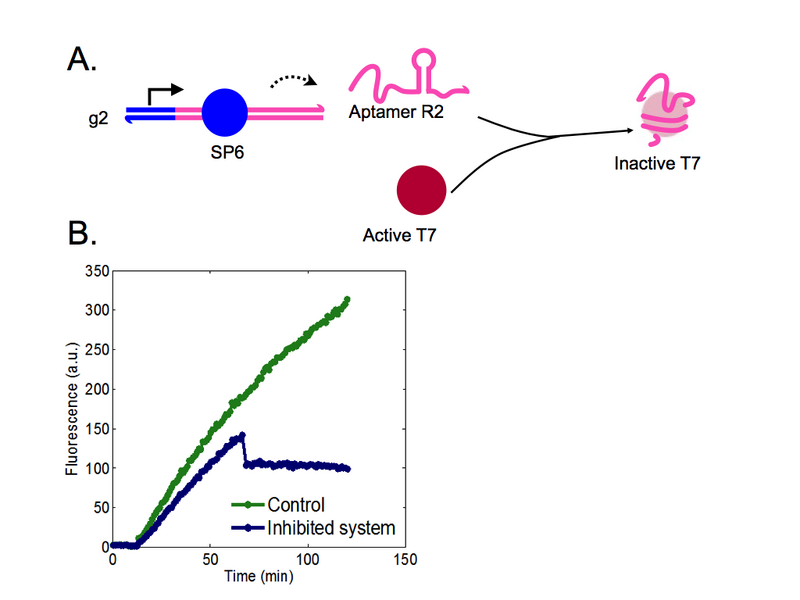 File:SP6 Inhibition.004.png