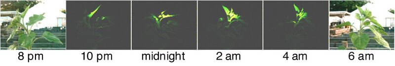 File:Sunflower anticipation.jpg
