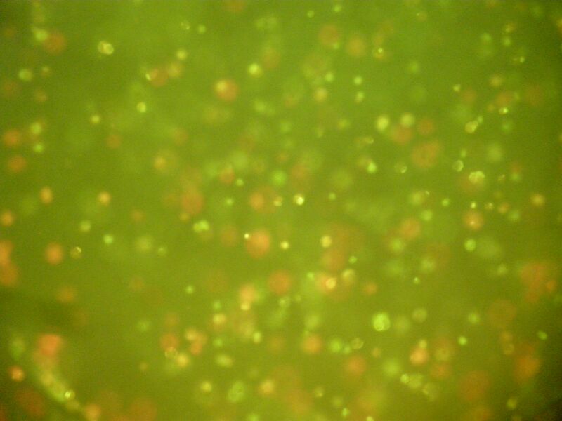 File:TRPurple10 3.JPG