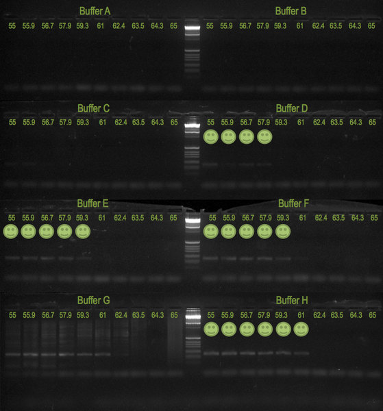 File:20111027 Gel.png