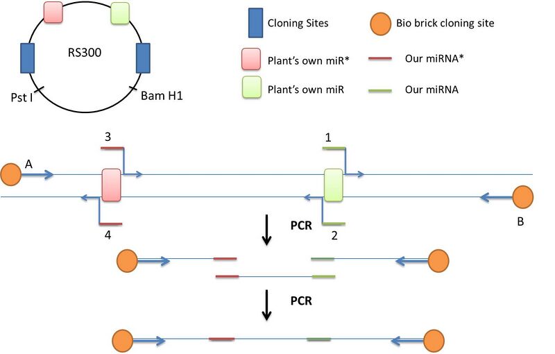 File:AmiRNA pcr scheme.jpg