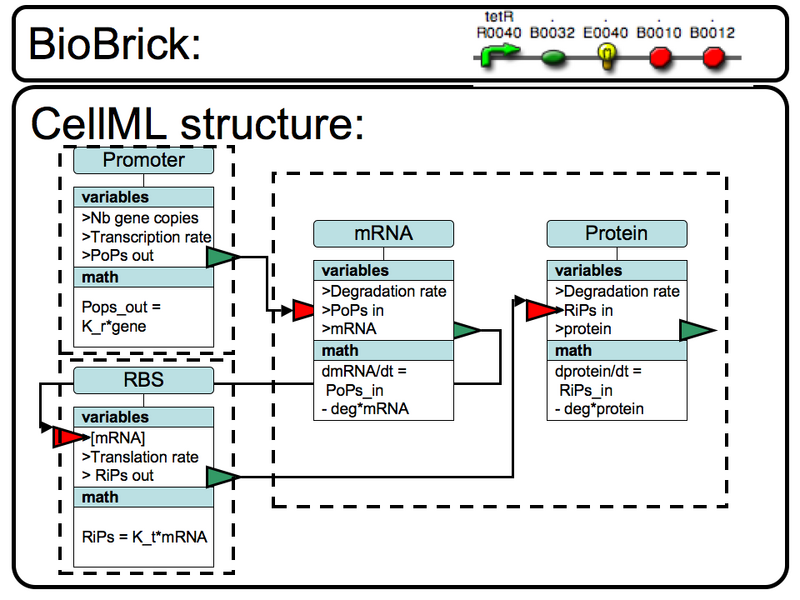 File:BBa I7101 CellML 1.png
