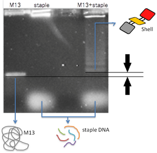 Fig.2 4 nM of M13mp18 and 16 nM of staple DNA]]