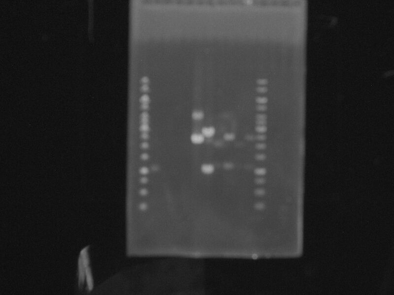 File:Luci PCR.JPG