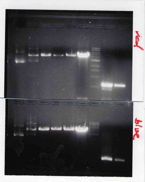 File:Macintosh HD-Users-nkuldell-Desktop-TRlabM1D3 redblue.jpg