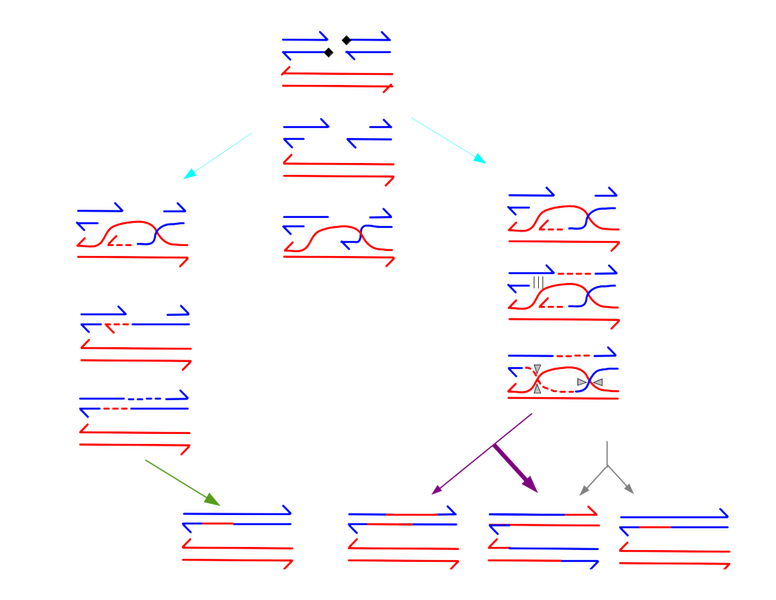 File:Recombination general.png