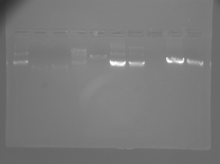 File:S12 M2D5 WF gel-Yellow.jpg