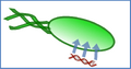 Thumbnail for version as of 14:25, 25 August 2008