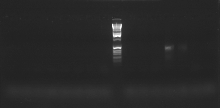 File:20110221a Full.TIF