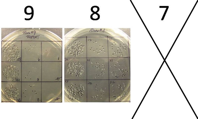File:Colonies 789.jpg