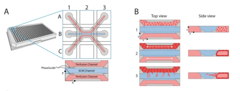File:Endothelial Microvessel Device.png