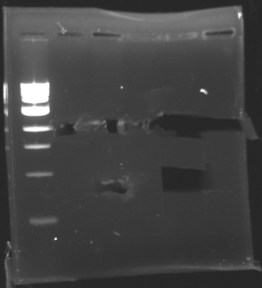 File:Extractionafter biobrick 130710.jpg