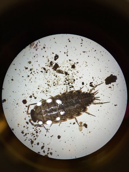 File:Flies and ticks.jpg