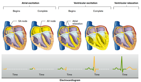 The parts/waves of the ECG in relation to the sequence of cardiac excitation, where the yellow areas indicate depolarisation