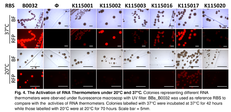 File:RNA thermometer compiled v2.png