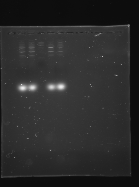 File:100809 DspB 13.tif