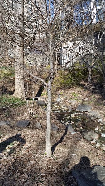 File:20160205 122525.jpg