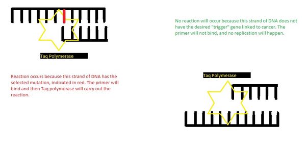 How Primers and Taq Polymerase Produce Replication