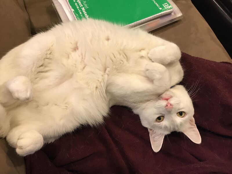 File:Cat belly up.JPG
