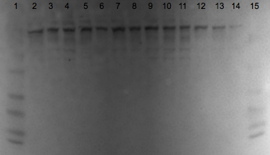 File:KAH 012110 ps1.tif