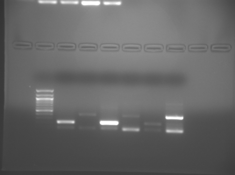 File:S09 M3D5 TR-Org-0.08.BMP