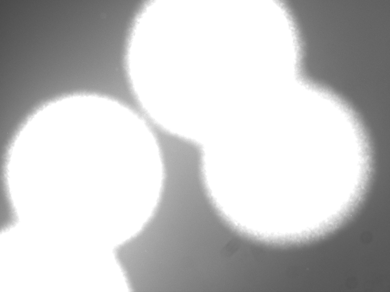 File:S1-P3 electrocomp GFP 2.tif