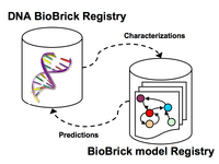 DNA & Model registries