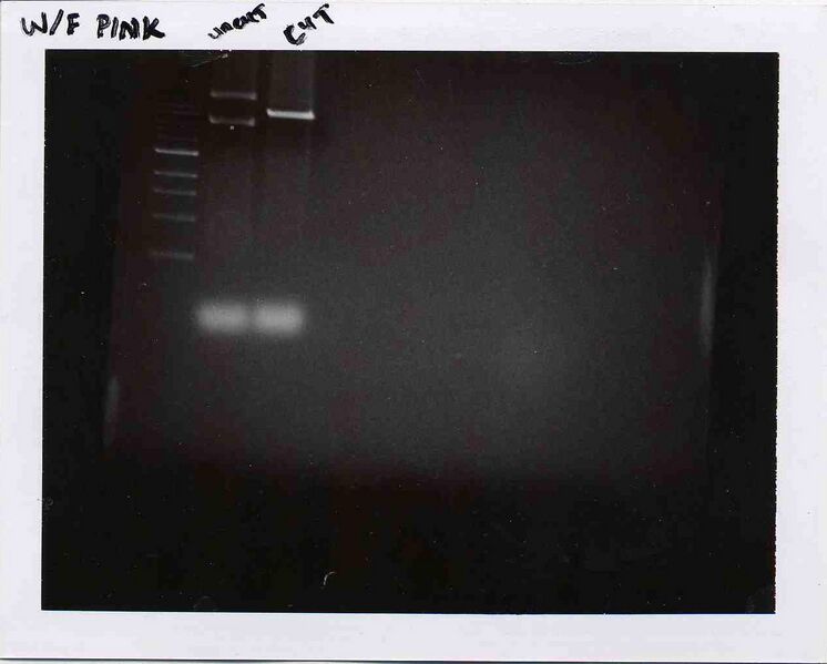 File:WF Pink M1D2.jpg