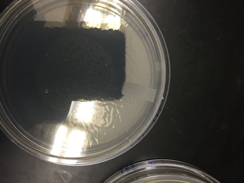 File:1-28 Plate Tet 9.jpg