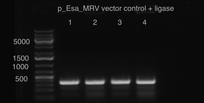 File:15.07.23 bottom gel.tiff