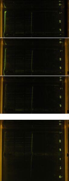 File:20080730-homemade clonewell dna extraction.jpg