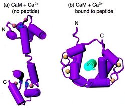 Calmodulin2