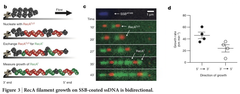 File:Figure3bcd DirectImaging.png