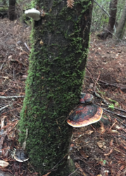 Mushrooms eminating from a tree.