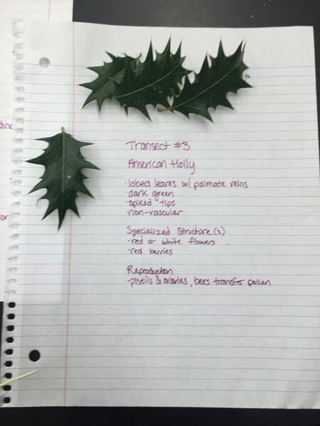 File:Holly leaves.JPG