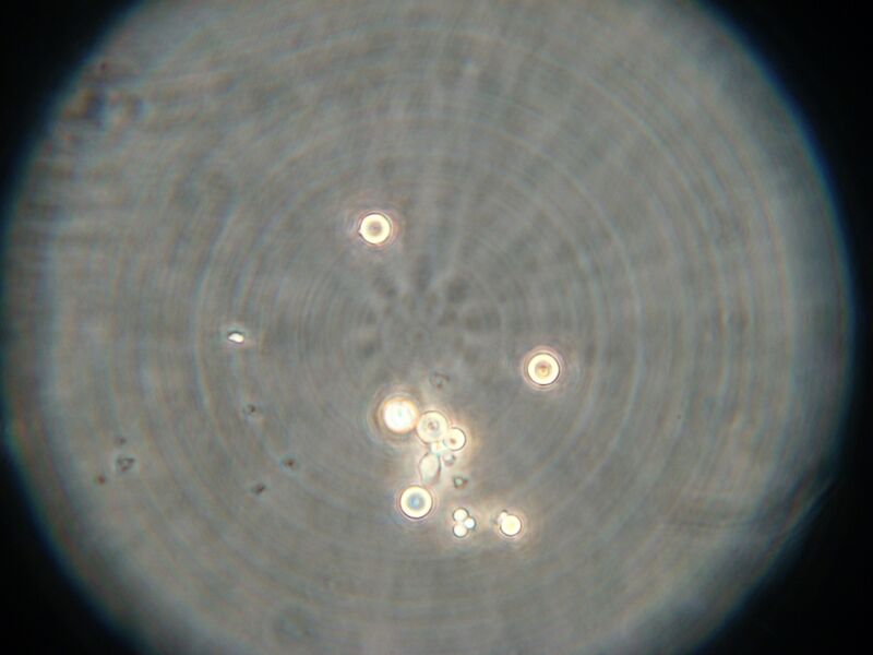 File:IC07 image161.jpg