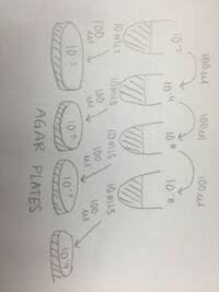 Figure 2.2. Diagram of the Serial Dilution.